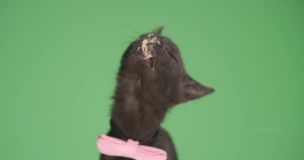 Zwarte Metis Pussycat Draagt Elegante Roze Strikje Omhoog Kijkend Likkend — Stockvideo