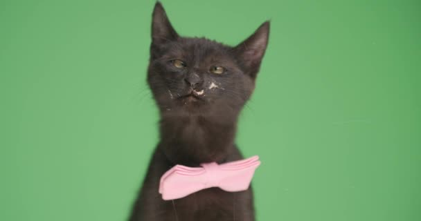 好奇的小黑猫 戴着粉色的领带 抬起头 伸出舌头 在绿色的背景上舔着透明的玻璃 — 图库视频影像