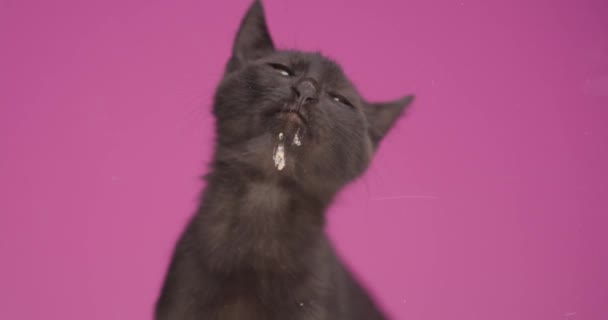 饥饿可爱的黑猫在演播室里坐在粉红的背景上 伸出舌头 舔着玻璃窗 — 图库视频影像
