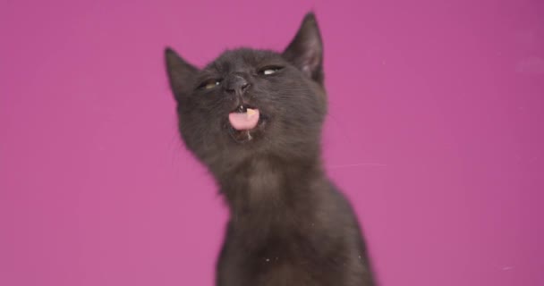 粉红背景的黑色小梅蒂斯猫伸出舌头 舔着透明的玻璃 在工作室里饿极了 — 图库视频影像
