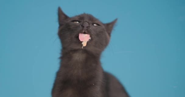 Милий Маленький Чорний Кіт Стирчить Язиком Лиже Прозоре Скло Сидячи — стокове відео