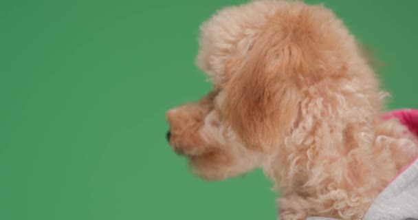 穿着夹克的可爱的小狮子狗侧视 在工作室里面向侧面 坐在绿色的背景上 — 图库视频影像