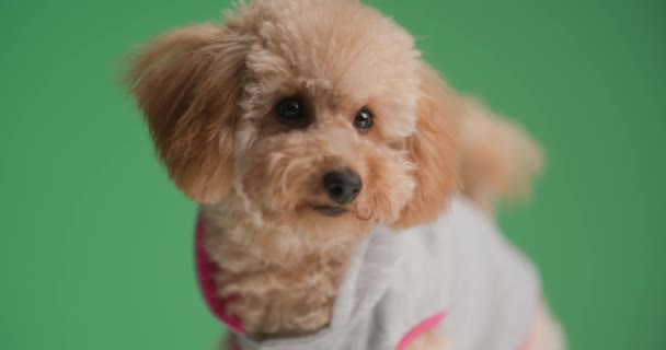 可愛いプードル子犬はジャケットを着て 遠くを見て スタジオで緑の背景に座って — ストック動画