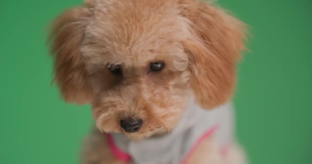 Curioso Filhote Cachorro Poodle Olhando Redor Procurando Olhando Para Lado — Vídeo de Stock