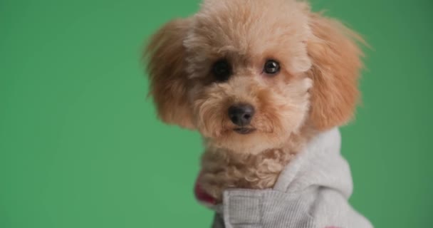 Belo Pequeno Cão Poodle Com Jaqueta Olhando Para Lado Sendo — Vídeo de Stock