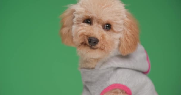 Side View Cute Small Poodle Puppy Jacket Licking Nose Sticking — Stock Video