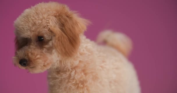 Curious Little Poodle Puppy Looking Side Licking Nose Searching Sniffing — Stock Video