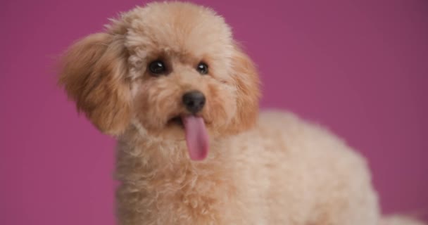 空腹の小さいと可愛いですプードル犬ルックアップとなめる鼻中にピンクの背景に立ってスタジオ — ストック動画