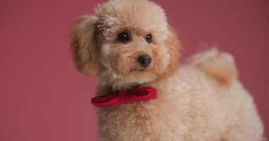 Boynuna kırmızı papyon takmış zarif bir fino köpeği, yan tarafa bakıyor, ayakta duruyor ve stüdyoda kırmızı arka plana bakıyor.