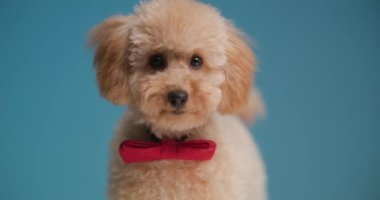 Kırmızı papyonlu meraklı kaniş köpeği. Stüdyoda mavi arka planda dikiliyor.