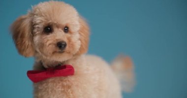 hevesli küçük kaniş köpek sesleri duyuyor ve tepki veriyor, mavi arka planda yürürken sağa sola bakıyor.