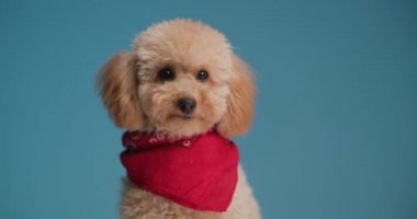 Yorgun, sevimli kaniş köpeği esniyor, uykulu, gözlerini kaçırıyor ve stüdyoda mavi arka planda oturuyor.