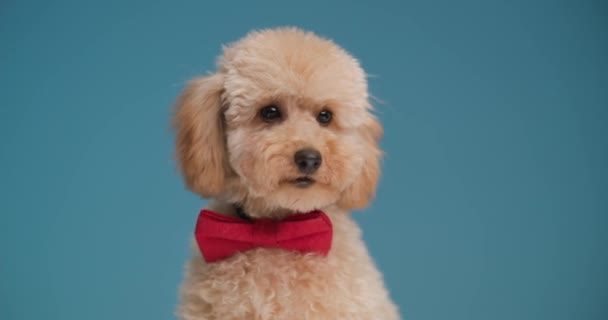 Lindo Cachorrinho Poodle Pequeno Com Bowtie Vermelho Sentado Olhando Para — Vídeo de Stock