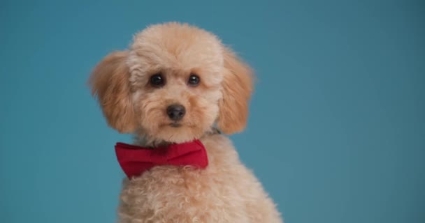 Schattig Klein Poedel Puppy Dragen Rode Strikje Zoek Naar Kant — Stockvideo