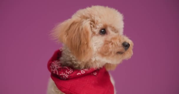 Curioso Perrito Caniche Vistiendo Pañuelo Rojo Mirando Alrededor Pie Alejándose — Vídeos de Stock