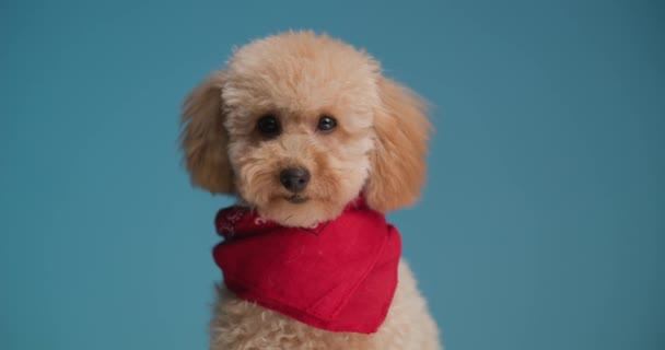 Schattige Kleine Poedel Puppy Dragen Rode Bandana Nieuwsgierig Kijken Naar — Stockvideo