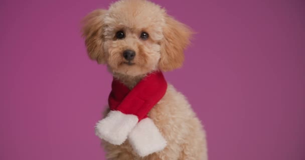 Süße Kleine Pudelhündin Trägt Weihnachtsschal Feiert Feiertag Und Sitzt Auf — Stockvideo