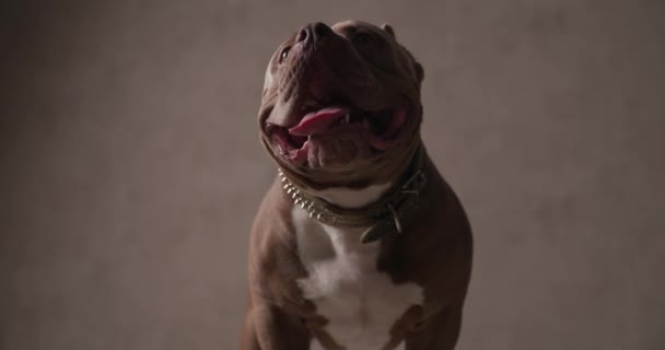 Hermoso Americano Bravucón Perro Pegando Lengua Continuación Inclinando Cabeza Usando — Vídeos de Stock