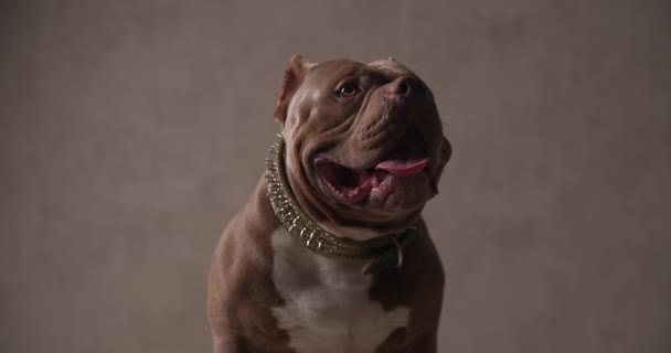 Αμερικανός Νταής Σκύλος Φορώντας Ένα Κολάρο Στο Λαιμό Βάζοντας Γλώσσα — Αρχείο Βίντεο