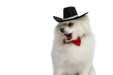 Siyah şapkalı, kırmızı papyonlu tatlı Pomeranian köpeği beyaz arka planda ağzını yalıyor.