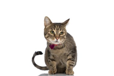 Küçük oturan metis kedisi garip hissediyor ve beyaz arka plana mor bir kolye takıyor.