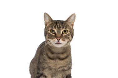 Sevimli metis kedi kameraya dilini uzatıyor ve beyaz arka planda oturuyor.