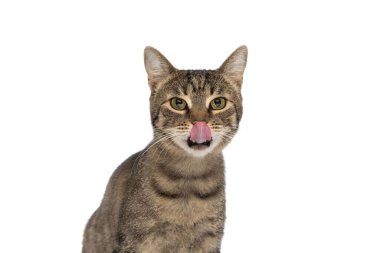 Şirin metis kedi hevesli hissediyor ve burnunu beyaz stüdyo arka planına sürtüyor.