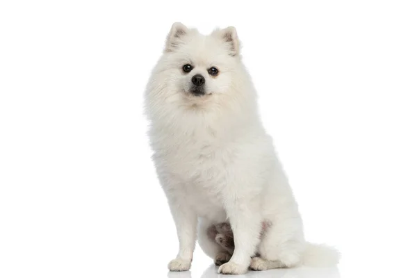 Pequeño Perro Pomeraniano Sentado Mirando Cámara Sintiéndose Feliz Estudio Fondo —  Fotos de Stock