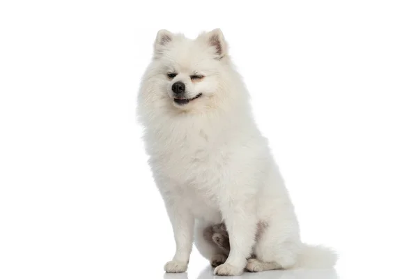Zittend Kleine Pomeranian Hond Hijgen Terwijl Bijna Slaap Vallen Witte — Stockfoto