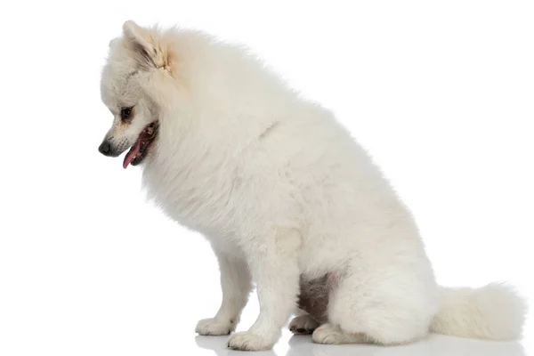 Πλαϊνή Άποψη Ενός Μικρού Pomeranian Σκυλί Κοιτάζοντας Κάτω Λαχάνιασμα Και — Φωτογραφία Αρχείου