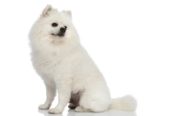 Schattig Pomeranian Hond Dromen Iets Zitten Tegen Een Witte Achtergrond — Stockfoto