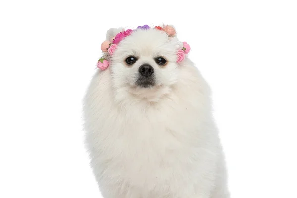 頭に花をつけて白地にかわいいポメラニア犬 — ストック写真
