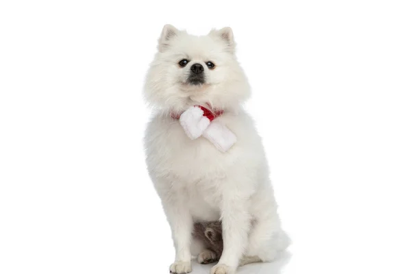 Маленькая Померанская Собака Позирует Рождественским Шарфом Сидит Белом Фоне — стоковое фото