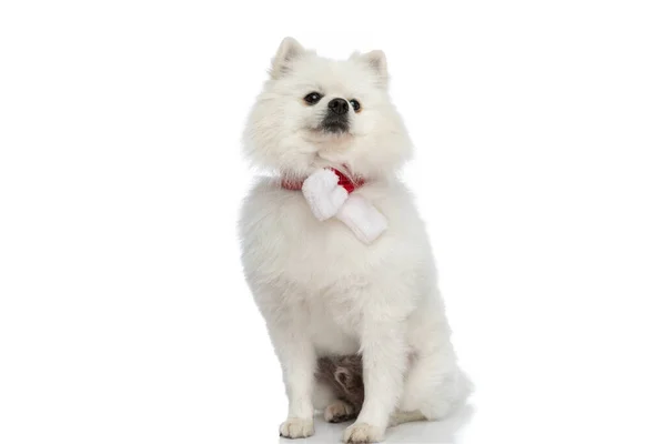 Niedlicher Kleiner Pommerscher Hund Mit Weihnachtsschal Hals Und Vor Weißem — Stockfoto