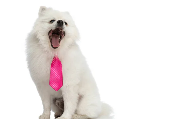 Sentado Lindo Perro Pomerania Gritando Cámara Usando Una Corbata Rosa —  Fotos de Stock