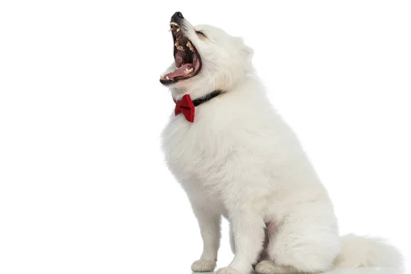 Side View Cute Pomeranian Dog Screaming Out Loud Wearing Red — Stock Photo, Image