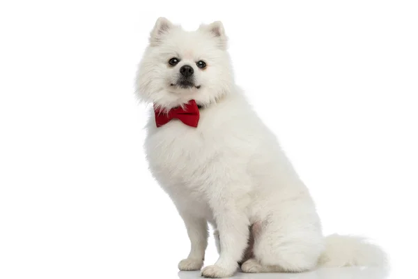 Widok Boku Pomeranian Psa Czerwonej Muszce Patrząc Aparat Fotograficzny Białym — Zdjęcie stockowe