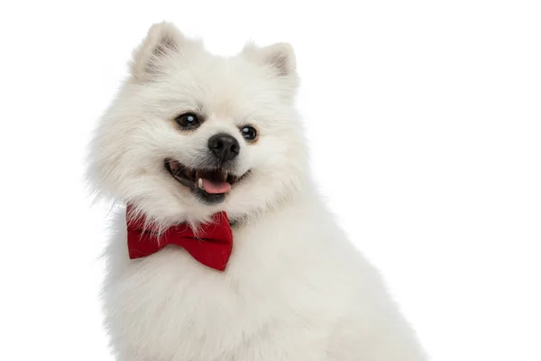 可愛いポメラニア犬が舌を出して赤い蝶ネクタイをして幸せを感じ — ストック写真