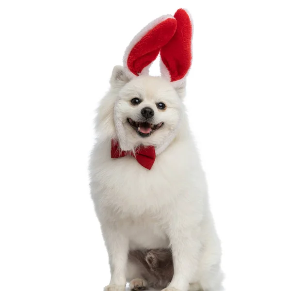 Feliz Cão Pomeranian Vestindo Orelhas Coelho Laço Vermelho Pescoço Fundo — Fotografia de Stock