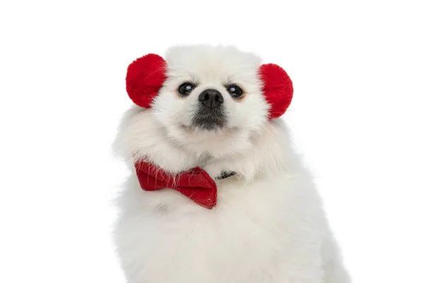Uroczy Pies Pomeranian Nosić Czerwone Słuchawki Muszki Białym Tle Studio — Zdjęcie stockowe