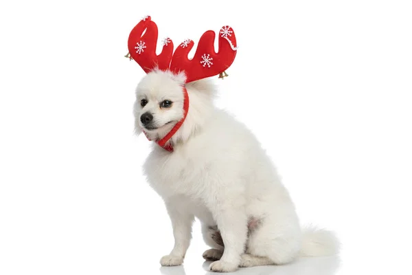 Doce Pomeranian Cão Vestindo Chifres Renas Vermelhas Bowtie Olhando Para — Fotografia de Stock
