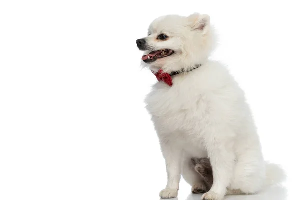 Widok Boku Pomeranian Pies Dysząc Noszenie Czerwonej Muszki Siedzi Białym — Zdjęcie stockowe