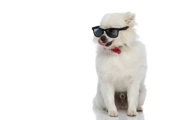 Κάθεται Δροσερό Pomeranian Σκυλί Φλερτάρει Στυλ Φορώντας Γυαλιά Ηλίου Και — Φωτογραφία Αρχείου