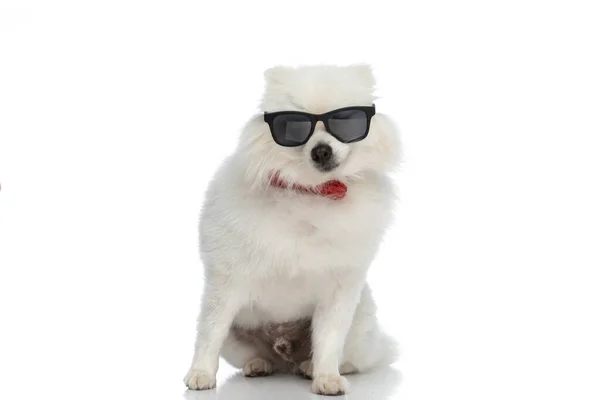 Piękny Pies Pomeranian Pozowanie Okularach Przeciwsłonecznych Czerwony Muszka Szyi Białym — Zdjęcie stockowe