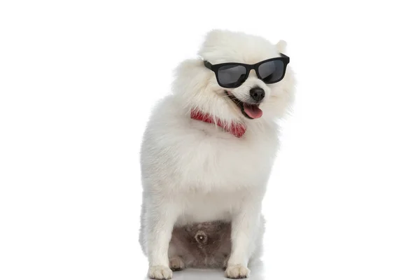 Adorable Little Pomeranian Dog Style Wearing Sunglasses Bowtie Panting White — Stock Photo, Image