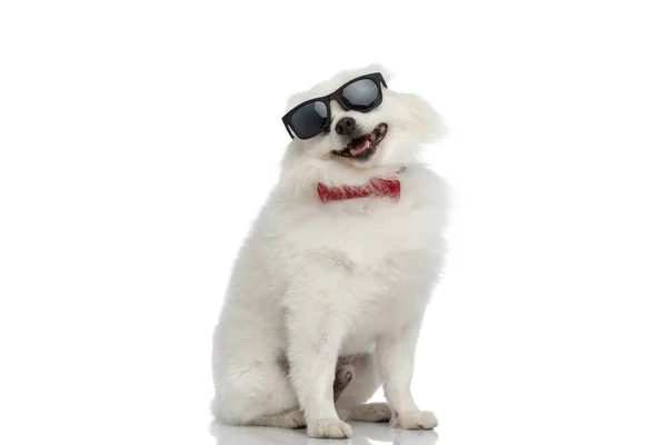 Seated Cool Pomeranian Dog Wearing Sunglasses Red Bowtie White Background — Stock Photo, Image