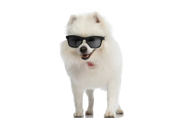 Cool Pomeranian Dog Posing Attitude Wearing Sunglasses Smiling White Background — Stock Photo, Image