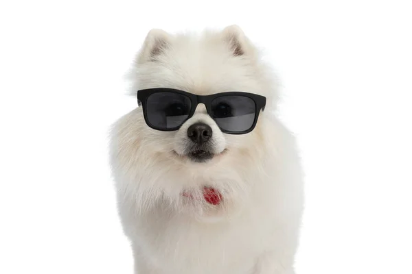 Cute Pomeranian Dog Wearing Sunglasses Red Bowtie Feeling Happy White — Stock Photo, Image