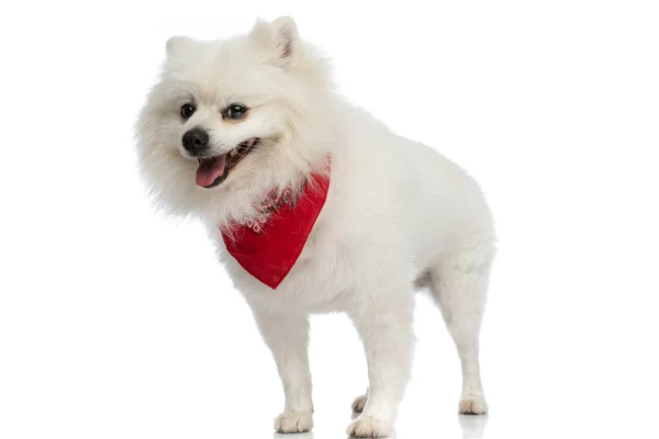 Αξιολάτρευτο Pomeranian Σκυλί Λαχάνιασμα Αίσθημα Ευτυχίας Και Φορώντας Ένα Κόκκινο — Φωτογραφία Αρχείου