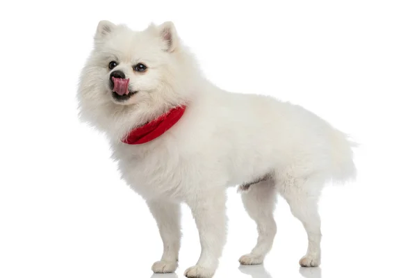 Side View Cute Pomeranian Dog Licking His Mouth Wearing Red — Stock Photo, Image